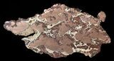 Polished Copper Ore Slab - Northern Australia #63094-1